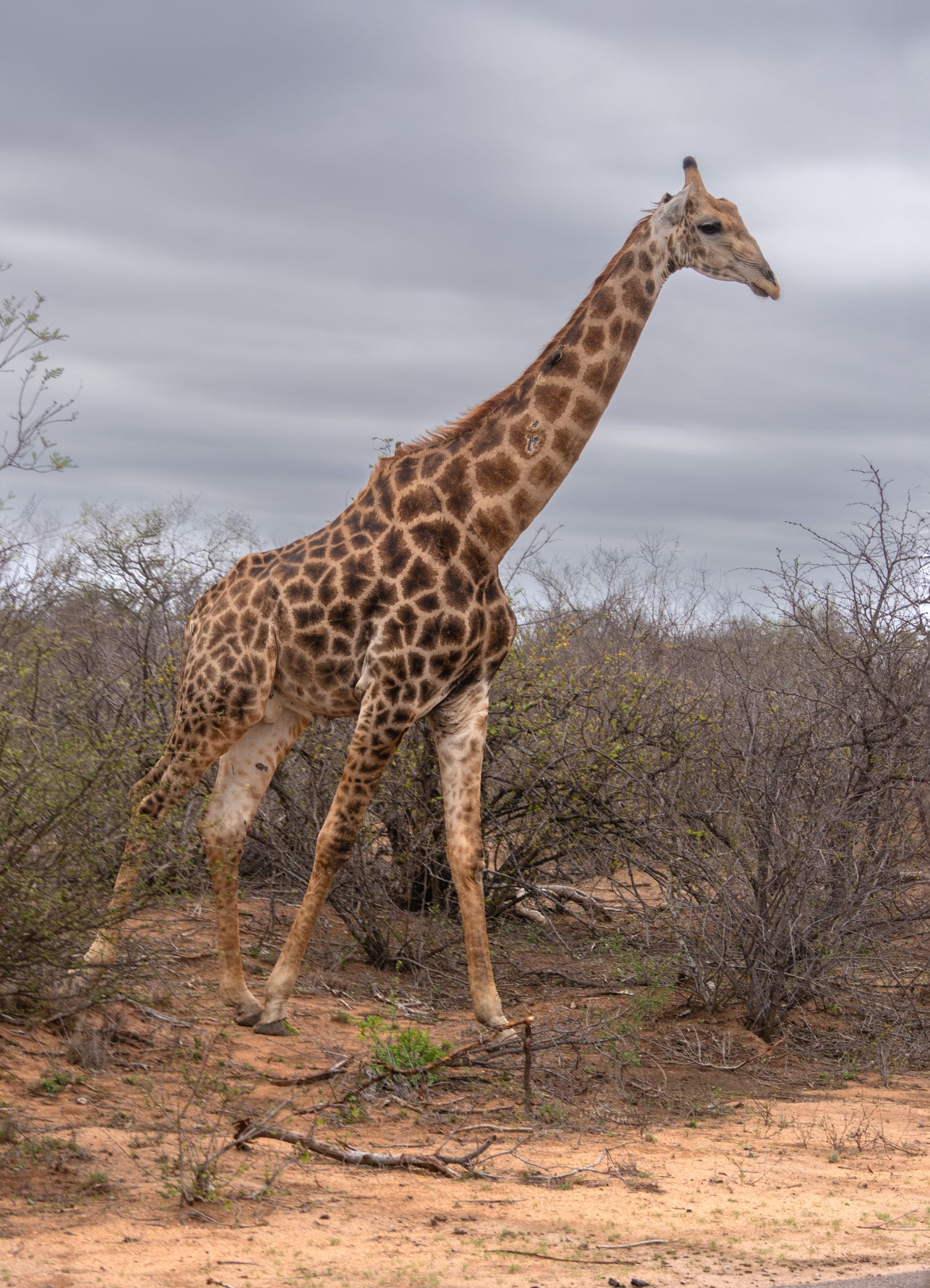 Giraffe und Rotschnabel-Madenhacker